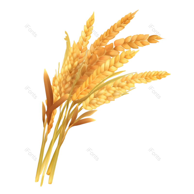 芒种图片,元素元素,麦穗PNG,自然免抠素材